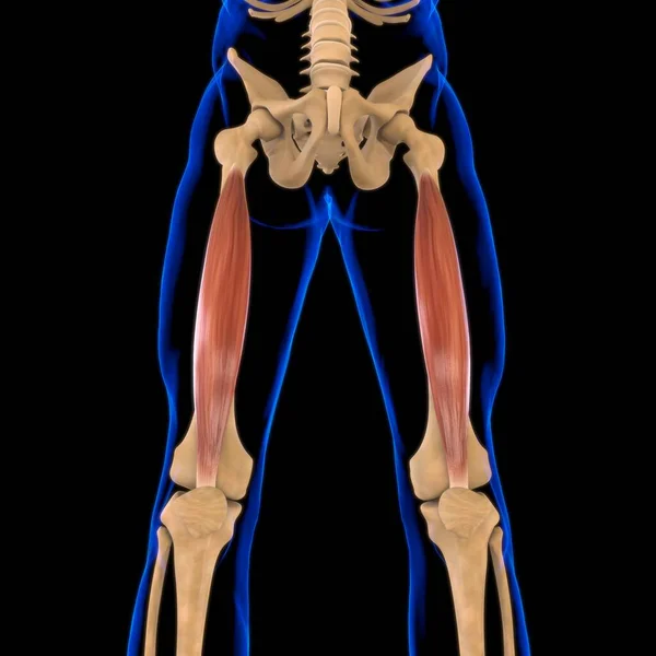 Ilustração Músculo Tecido Mole Células Musculares Contêm Proteínas Produzindo Uma — Fotografia de Stock