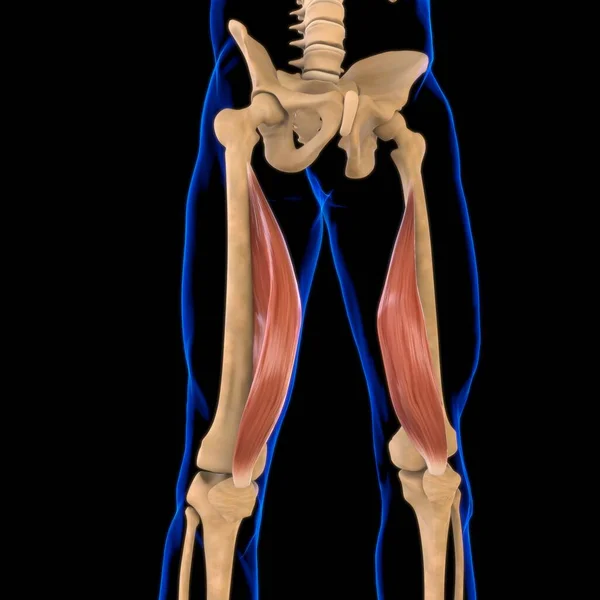 3D Illustration, Muscle is a soft tissue, Muscle cells contain proteins , producing a contraction that changes both the length and the shape of the cell. Muscles function to produce force and motion.