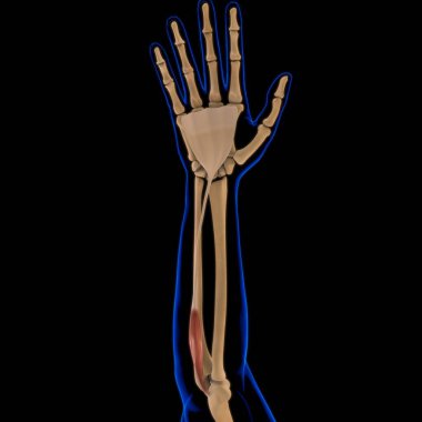3D İllüstrasyon, Kas yumuşak bir dokudur, kas hücreleri proteinleri içerir ve hücrenin uzunluğunu ve şeklini değiştiren bir kasılma üretir. Güç ve hareket üretmek için kas fonksiyonları.