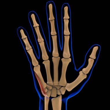 3D İllüstrasyon, Kas yumuşak bir dokudur, kas hücreleri proteinleri içerir ve hücrenin uzunluğunu ve şeklini değiştiren bir kasılma üretir. Güç ve hareket üretmek için kas fonksiyonları.