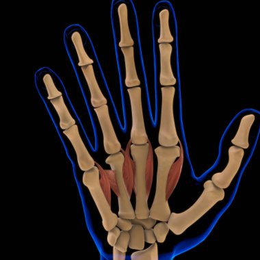 3D İllüstrasyon, Kas yumuşak bir dokudur, kas hücreleri proteinleri içerir ve hücrenin uzunluğunu ve şeklini değiştiren bir kasılma üretir. Güç ve hareket üretmek için kas fonksiyonları.