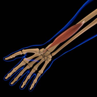 3D İllüstrasyon, Kas yumuşak bir dokudur, kas hücreleri proteinleri içerir ve hücrenin uzunluğunu ve şeklini değiştiren bir kasılma üretir. Güç ve hareket üretmek için kas fonksiyonları.