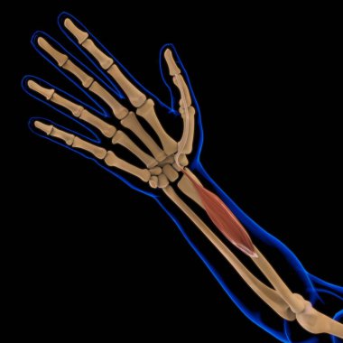 3D İllüstrasyon, Kas yumuşak bir dokudur, kas hücreleri proteinleri içerir ve hücrenin uzunluğunu ve şeklini değiştiren bir kasılma üretir. Güç ve hareket üretmek için kas fonksiyonları.