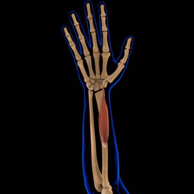 3D İllüstrasyon, Kas yumuşak bir dokudur, kas hücreleri proteinleri içerir ve hücrenin uzunluğunu ve şeklini değiştiren bir kasılma üretir. Güç ve hareket üretmek için kas fonksiyonları.