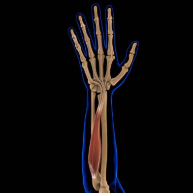 3D İllüstrasyon, Kas yumuşak bir dokudur, kas hücreleri proteinleri içerir ve hücrenin uzunluğunu ve şeklini değiştiren bir kasılma üretir. Güç ve hareket üretmek için kas fonksiyonları.