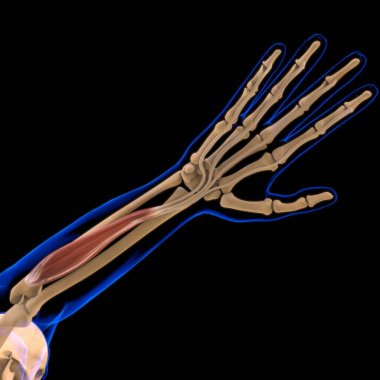 3D İllüstrasyon, Kas yumuşak bir dokudur, kas hücreleri proteinleri içerir ve hücrenin uzunluğunu ve şeklini değiştiren bir kasılma üretir. Güç ve hareket üretmek için kas fonksiyonları.