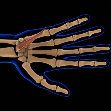3D İllüstrasyon, Kas yumuşak bir dokudur, kas hücreleri proteinleri içerir ve hücrenin uzunluğunu ve şeklini değiştiren bir kasılma üretir. Güç ve hareket üretmek için kas fonksiyonları.
