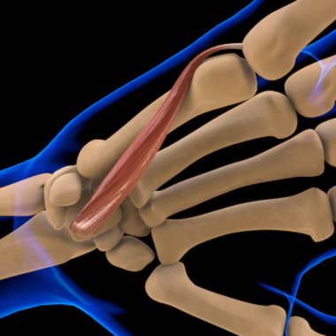 3D İllüstrasyon, Kas yumuşak bir dokudur, kas hücreleri proteinleri içerir ve hücrenin uzunluğunu ve şeklini değiştiren bir kasılma üretir. Güç ve hareket üretmek için kas fonksiyonları.