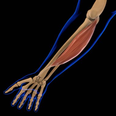 3D İllüstrasyon, Kas yumuşak bir dokudur, kas hücreleri proteinleri içerir ve hücrenin uzunluğunu ve şeklini değiştiren bir kasılma üretir. Güç ve hareket üretmek için kas fonksiyonları.