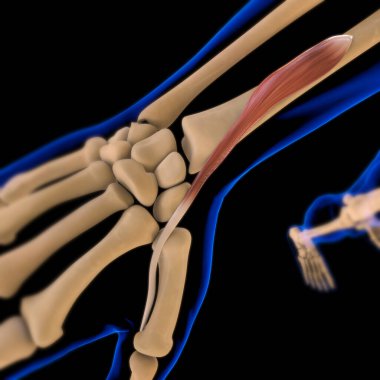 3D İllüstrasyon, Kas yumuşak bir dokudur, kas hücreleri proteinleri içerir ve hücrenin uzunluğunu ve şeklini değiştiren bir kasılma üretir. Güç ve hareket üretmek için kas fonksiyonları.