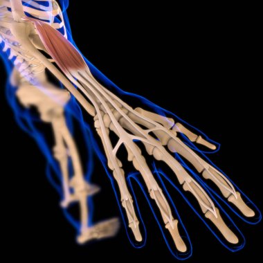3D İllüstrasyon, Kas yumuşak bir dokudur, kas hücreleri proteinleri içerir ve hücrenin uzunluğunu ve şeklini değiştiren bir kasılma üretir. Güç ve hareket üretmek için kas fonksiyonları.