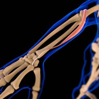 3D İllüstrasyon, Kas yumuşak bir dokudur, kas hücreleri proteinleri içerir ve hücrenin uzunluğunu ve şeklini değiştiren bir kasılma üretir. Güç ve hareket üretmek için kas fonksiyonları.