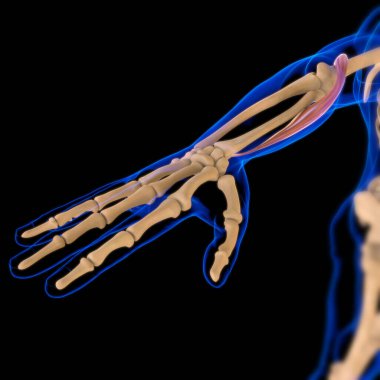 3D İllüstrasyon, Kas yumuşak bir dokudur, kas hücreleri proteinleri içerir ve hücrenin uzunluğunu ve şeklini değiştiren bir kasılma üretir. Güç ve hareket üretmek için kas fonksiyonları.