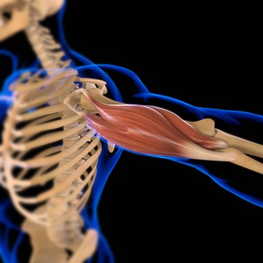 3D İllüstrasyon, Kas yumuşak bir dokudur, kas hücreleri proteinleri içerir ve hücrenin uzunluğunu ve şeklini değiştiren bir kasılma üretir. Güç ve hareket üretmek için kas fonksiyonları.