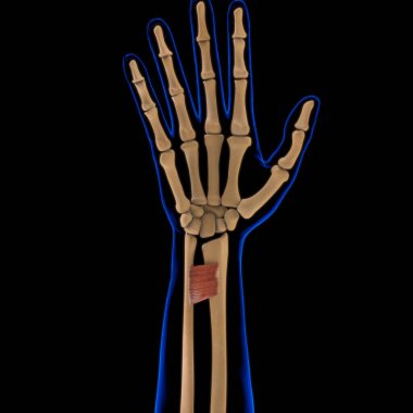 3D İllüstrasyon, Kas yumuşak bir dokudur, kas hücreleri proteinleri içerir ve hücrenin uzunluğunu ve şeklini değiştiren bir kasılma üretir. Güç ve hareket üretmek için kas fonksiyonları.