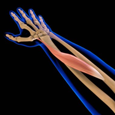 3D İllüstrasyon, Kas yumuşak bir dokudur, kas hücreleri proteinleri içerir ve hücrenin uzunluğunu ve şeklini değiştiren bir kasılma üretir. Güç ve hareket üretmek için kas fonksiyonları.