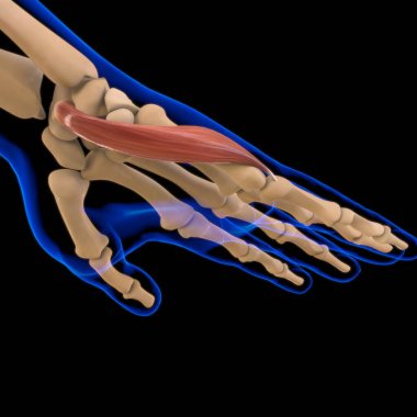 3D İllüstrasyon, Kas yumuşak bir dokudur, kas hücreleri proteinleri içerir ve hücrenin uzunluğunu ve şeklini değiştiren bir kasılma üretir. Güç ve hareket üretmek için kas fonksiyonları.