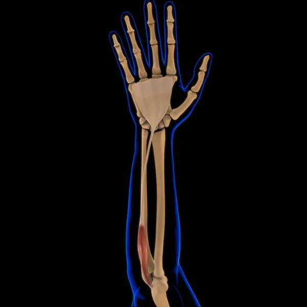 Ilustración Músculo Tejido Blando Las Células Musculares Contienen Proteínas Produciendo — Foto de Stock