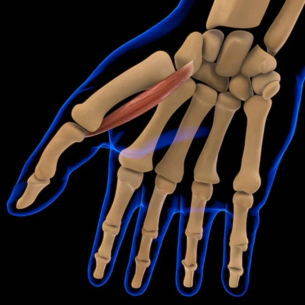 Illustration Muskel Ist Ein Weichgewebe Muskelzellen Enthalten Proteine Die Eine — Stockfoto