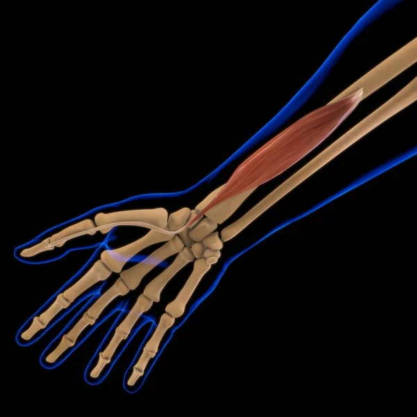 3D İllüstrasyon, Kas yumuşak bir dokudur, kas hücreleri proteinleri içerir ve hücrenin uzunluğunu ve şeklini değiştiren bir kasılma üretir. Güç ve hareket üretmek için kas fonksiyonları.