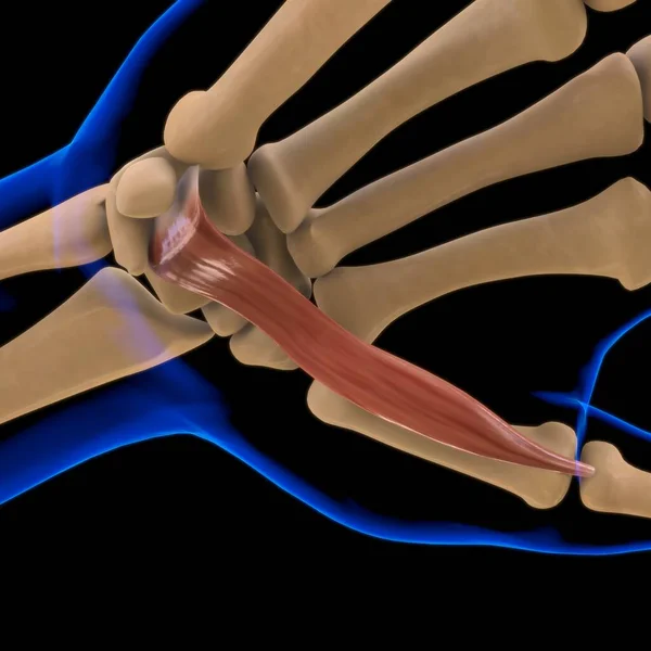 Ilustración Músculo Tejido Blando Las Células Musculares Contienen Proteínas Produciendo — Foto de Stock