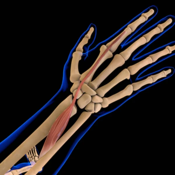 3D İllüstrasyon, Kas yumuşak bir dokudur, kas hücreleri proteinleri içerir ve hücrenin uzunluğunu ve şeklini değiştiren bir kasılma üretir. Güç ve hareket üretmek için kas fonksiyonları.