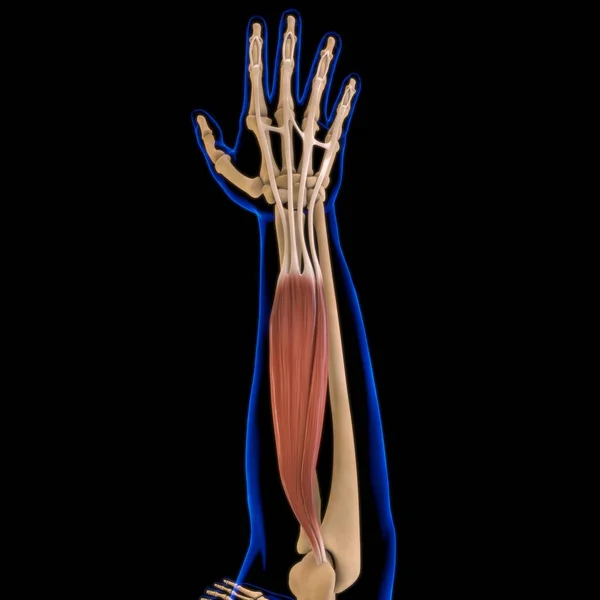 Ilustración Músculo Tejido Blando Las Células Musculares Contienen Proteínas Produciendo —  Fotos de Stock