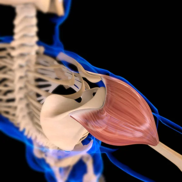 Ilustração Músculo Tecido Mole Células Musculares Contêm Proteínas Produzindo Uma — Fotografia de Stock