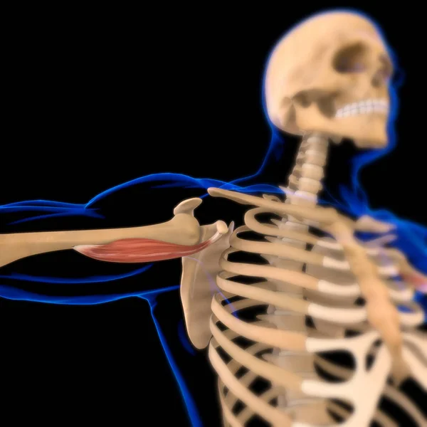 3D İllüstrasyon, Kas yumuşak bir dokudur, kas hücreleri proteinleri içerir ve hücrenin uzunluğunu ve şeklini değiştiren bir kasılma üretir. Güç ve hareket üretmek için kas fonksiyonları.