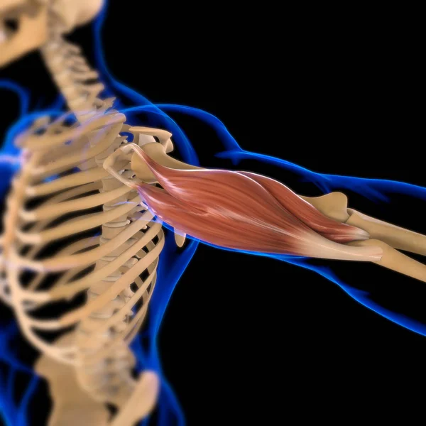 Illustration Muskel Ist Ein Weichgewebe Muskelzellen Enthalten Proteine Die Eine — Stockfoto