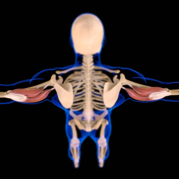 3D İllüstrasyon, Kas yumuşak bir dokudur, kas hücreleri proteinleri içerir ve hücrenin uzunluğunu ve şeklini değiştiren bir kasılma üretir. Güç ve hareket üretmek için kas fonksiyonları.