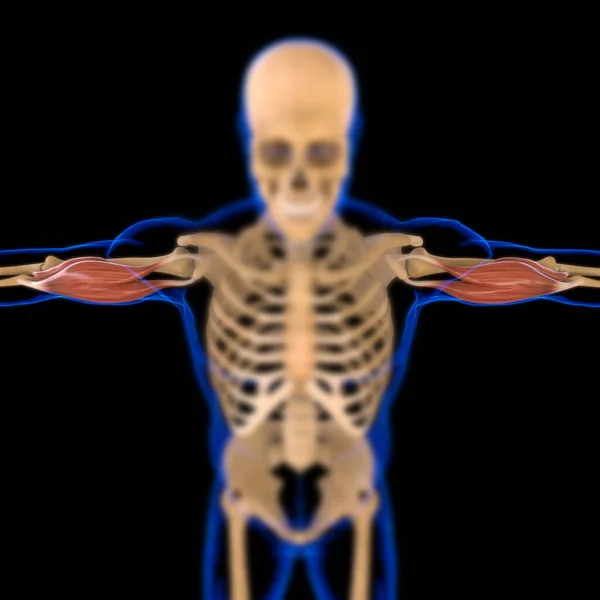Illustration Muscle Mjuk Vävnad Muskelceller Innehåller Proteiner Producerar Sammandragning Som — Stockfoto