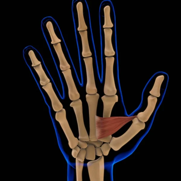 3D İllüstrasyon, Kas yumuşak bir dokudur, kas hücreleri proteinleri içerir ve hücrenin uzunluğunu ve şeklini değiştiren bir kasılma üretir. Güç ve hareket üretmek için kas fonksiyonları.