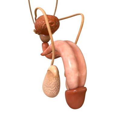 Tıbbi Konsept için Erkek Üreme Sistemi Anatomisi 3B İllüstrasyon