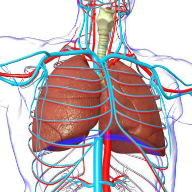 Tıbbi Konsept 3 boyutlu Resim İçin Akciğerler İnsan Solunum Sistemi Anatomisi