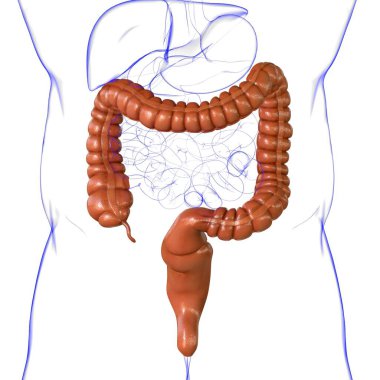 Tıbbi Konsept İçin Büyük Bağırsak 3D Görüntü İnsan Sindirim Sistemi Anatomisi