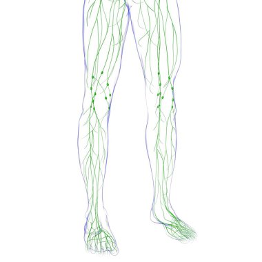 Tıbbi Konsept için İnsan Lenf Düğümleri Anatomisi 3 boyutlu Görüntü
