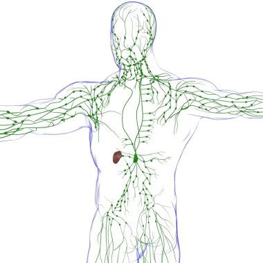 Tıbbi Konsept için İnsan Lenf Düğümleri Anatomisi 3 boyutlu Görüntü