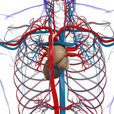 Tıbbi Konsept 3 boyutlu İllüstrasyon İçin Dolaşım Sistemi Anatomisi Olan İnsan Kalbi