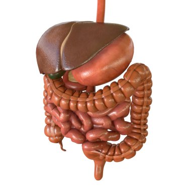 Tıbbi Konsept 3B Resim İçin İnsan Sindirim Sistemi Anatomisi
