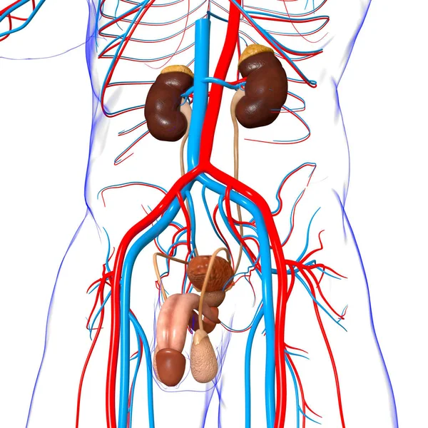 Anatomía Masculina Del Sistema Reproductivo Para Ilustración Del Concepto Médico —  Fotos de Stock