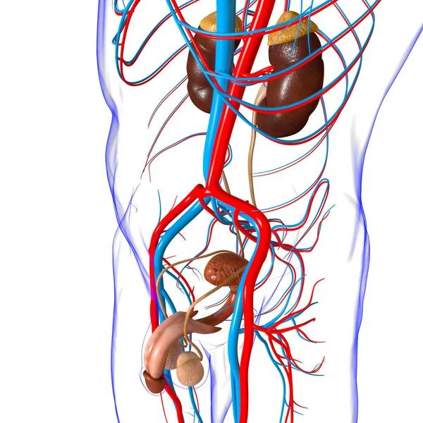 Male Reproductive System Anatomy For Medical Concept 3D Illustration