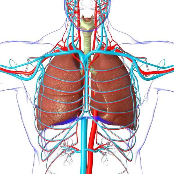 Anatomia Humana Sistema Respiratório Dos Pulmões Para Ilustração Médica Conceito — Fotografia de Stock