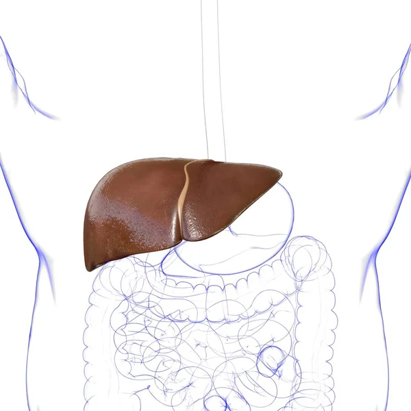 Anatomía Del Sistema Digestivo Humano Ilustración Del Hígado Para Concepto —  Fotos de Stock