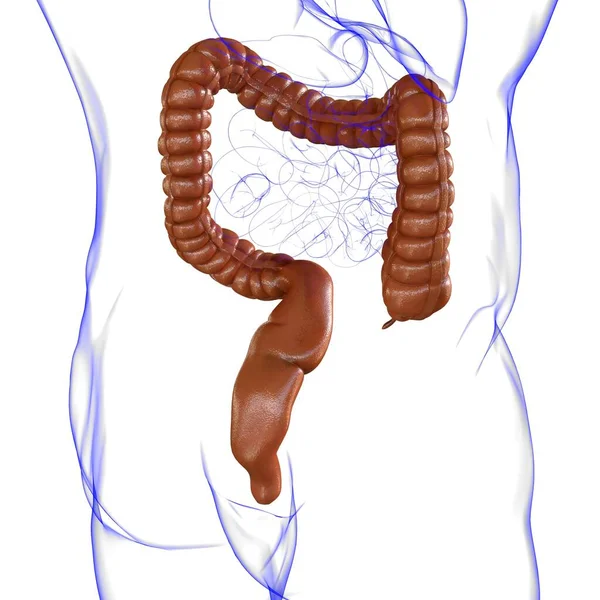 Illustration Grand Intestin Anatomie Système Digestif Humain Pour Concept Médical — Photo