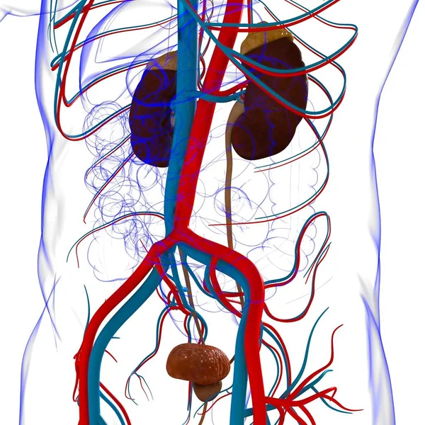 Rins Sistema Urinário Humano Com Anatomia Bexiga Para Ilustração Médica — Fotografia de Stock