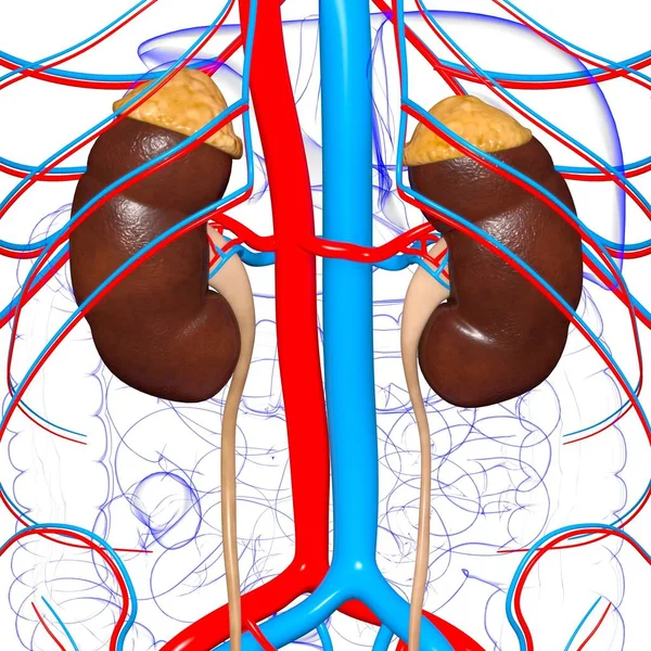 Nieren Des Menschlichen Harnsystems Mit Blasenanatomie Für Medizinisches Konzept Illustration — Stockfoto