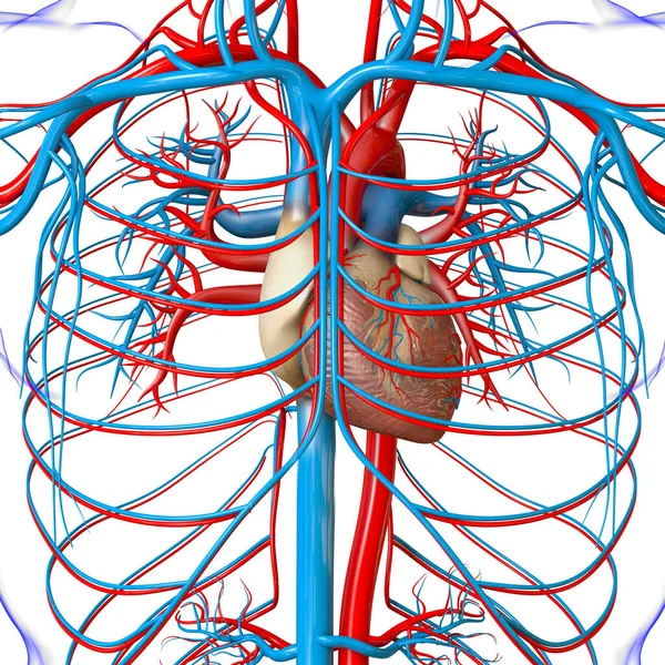 Coração Humano Com Anatomia Sistema Circulatório Para Ilustração Médica Conceito — Fotografia de Stock