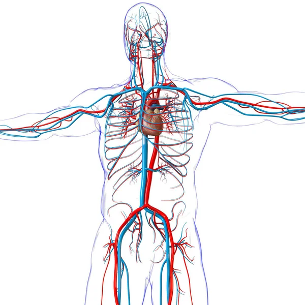 Cuore Umano Con Anatomia Del Sistema Circolatorio Illustrazione Medica Concetto — Foto Stock