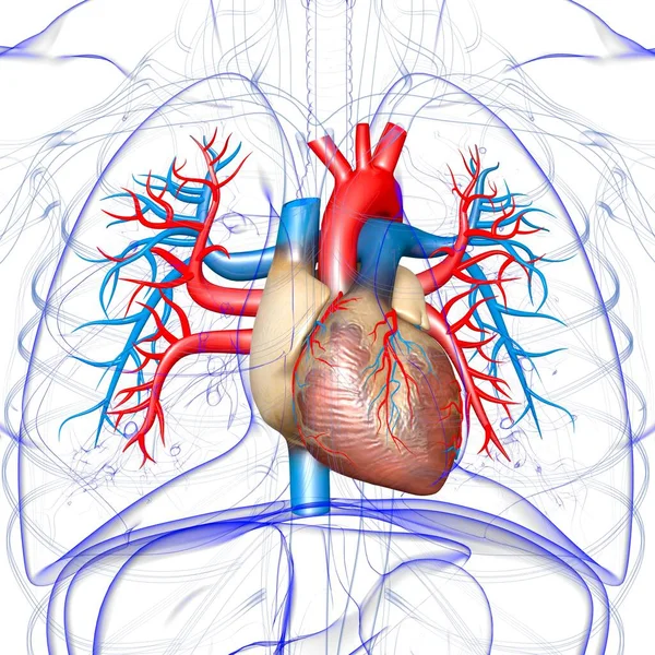 Human Heart Anatomy Medical Concept Illustration — Stock Photo, Image